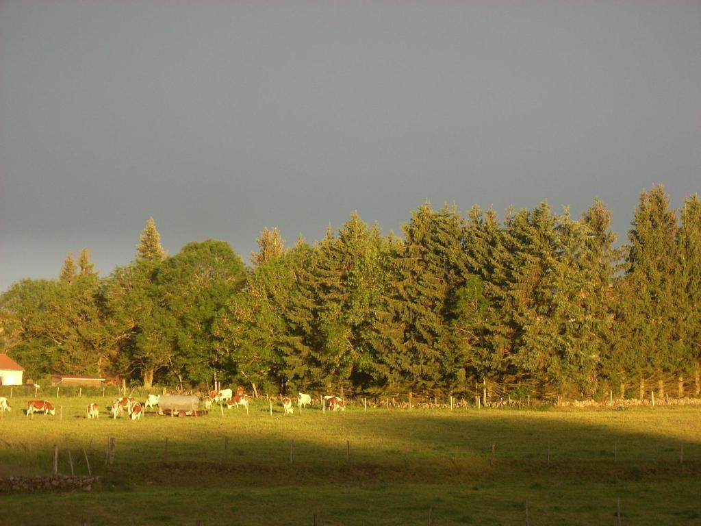 Les Roulottes De La Ferme Des Chanaux Saint-Julien-d'Ance Δωμάτιο φωτογραφία